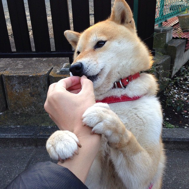 世俱杯决赛提前预演:两强激烈碰撞,世俱杯集锦