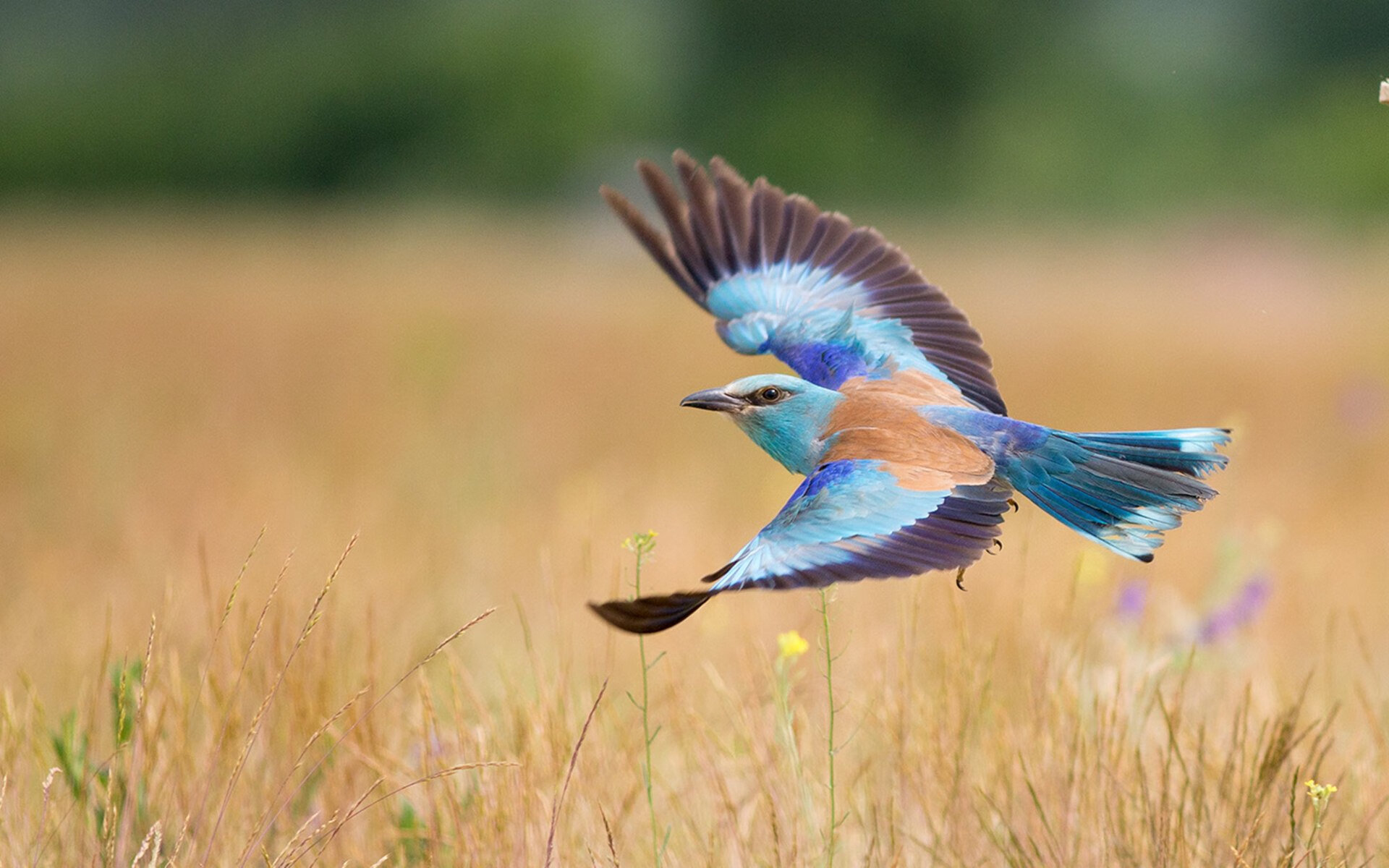 开云体育官网在线-法甲未来之星：新秀崛起，未来可期！，法甲新赛季宣传片