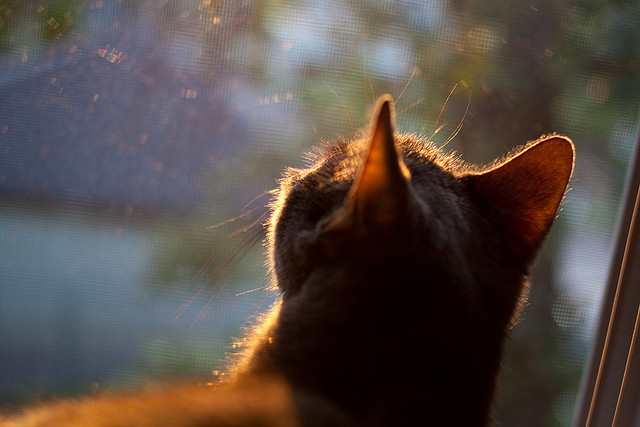 法甲精彩对攻：激情碰撞，精彩纷呈，法甲集锦视频回放
