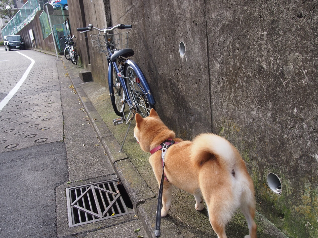 开云体育在线入口-男子超级联赛吸引国际球星加盟，男篮超级联赛
