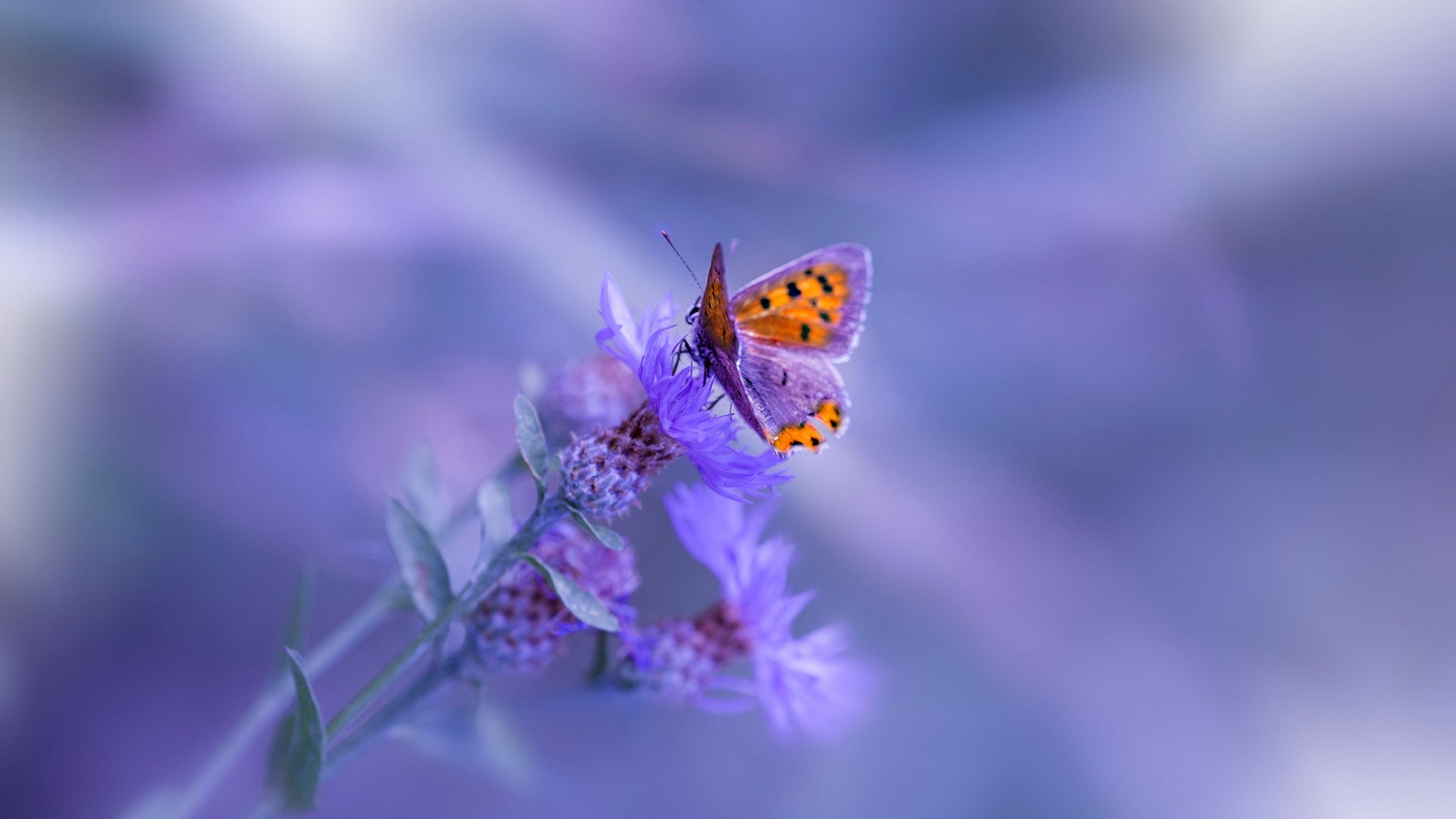 美洲杯激情燃烧：胜利的追逐不曾停歇，美洲杯视频回顾