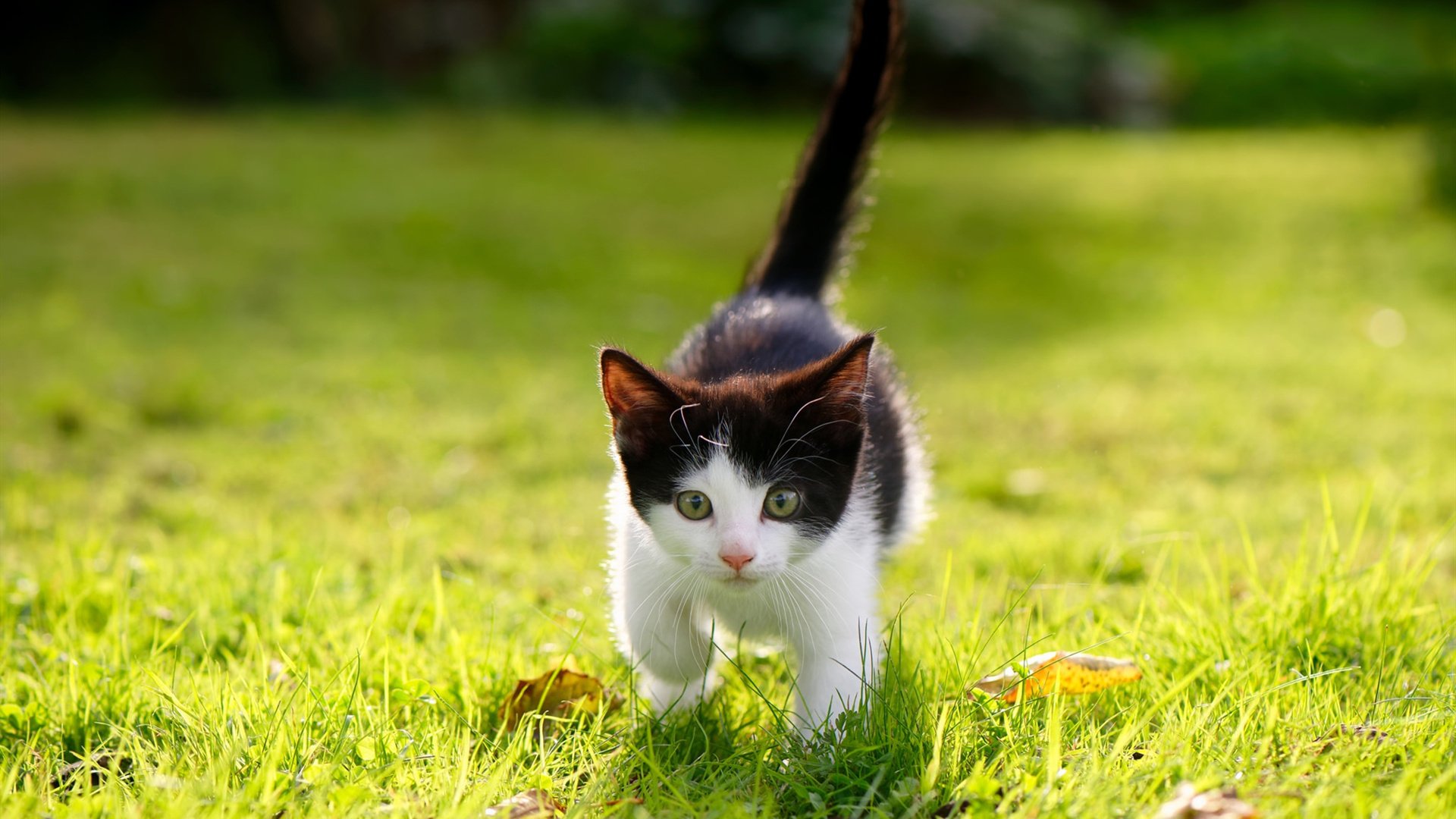 kaiyun网址-霍勒迪突破上篮雄鹿带动全队节奏，nba霍勒迪厉害