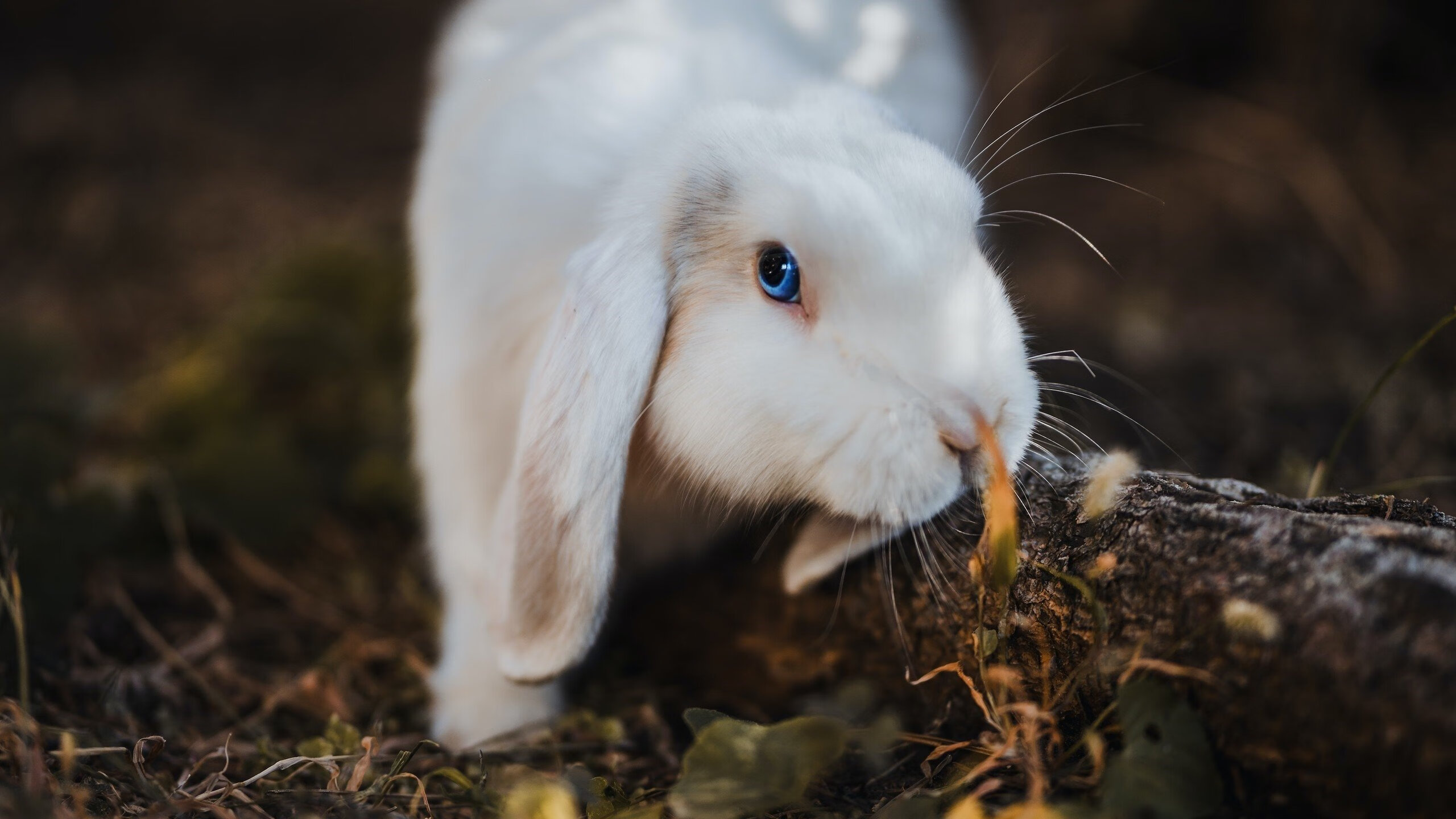 CBA变天快!灭广东的球队外援全走,山西试训锋线球员补位?,cba 山西 广东